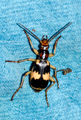 Pheropsophus