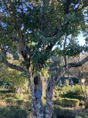 Arbutus unedo