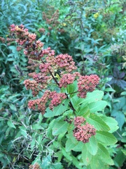 Spiraea alba latifolia