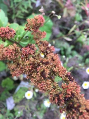 Spiraea alba latifolia