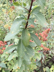 Spiraea alba latifolia