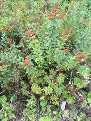 Spiraea alba latifolia