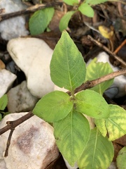 Calyptocarpus vialis