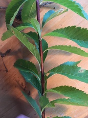 Spiraea alba latifolia