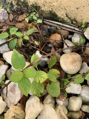 Calyptocarpus vialis