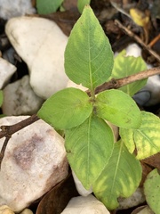 Calyptocarpus vialis