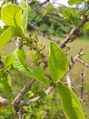 Vangueria