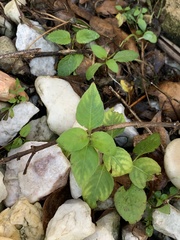 Calyptocarpus vialis