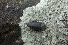 Capnodis tenebrionis