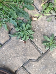 Lactuca virosa