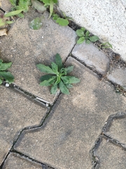 Lactuca virosa