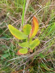 Asimina reticulata