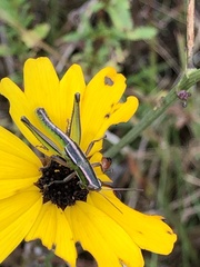 Aptenopedes sphenarioides