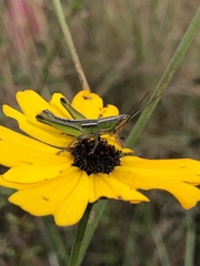 Aptenopedes sphenarioides