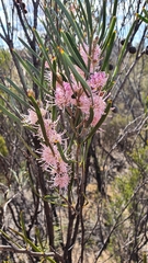 Hakea erecta
