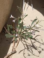 Lepidium montanum