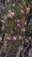 Hakea erecta