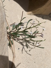 Lepidium montanum