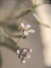 Lepidium montanum