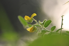 Crotalaria sagittalis