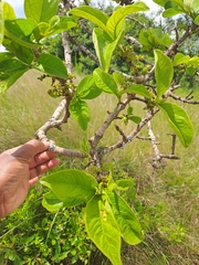 Vangueria
