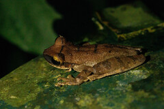 Osteocephalus yasuni