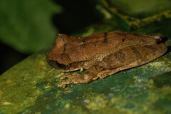 Osteocephalus yasuni