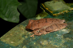 Osteocephalus yasuni