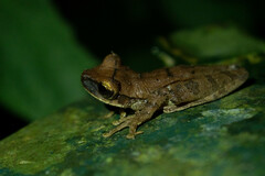 Osteocephalus yasuni