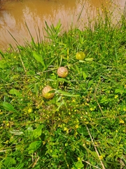 Gomphocarpus physocarpus