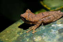 Osteocephalus yasuni