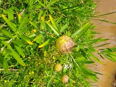 Gomphocarpus physocarpus