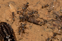 Labidus