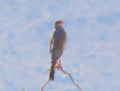 Melierax canorus argentior