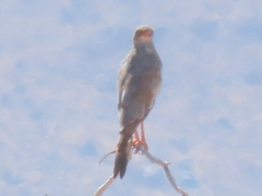 Melierax canorus argentior