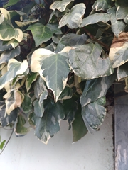 Hedera algeriensis
