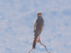 Melierax canorus argentior