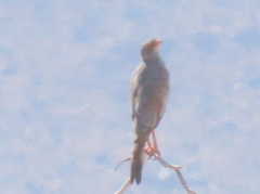 Melierax canorus argentior