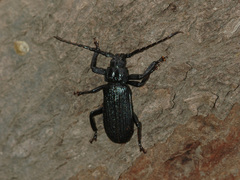 Aulacopus reticulatus