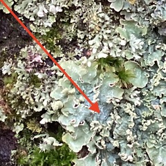 Punctelia jeckeri