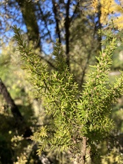 Erica