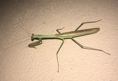Tenodera