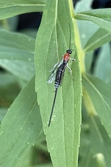 Calliephialtes grapholithae