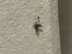 Clogmia albipunctata