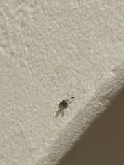 Clogmia albipunctata