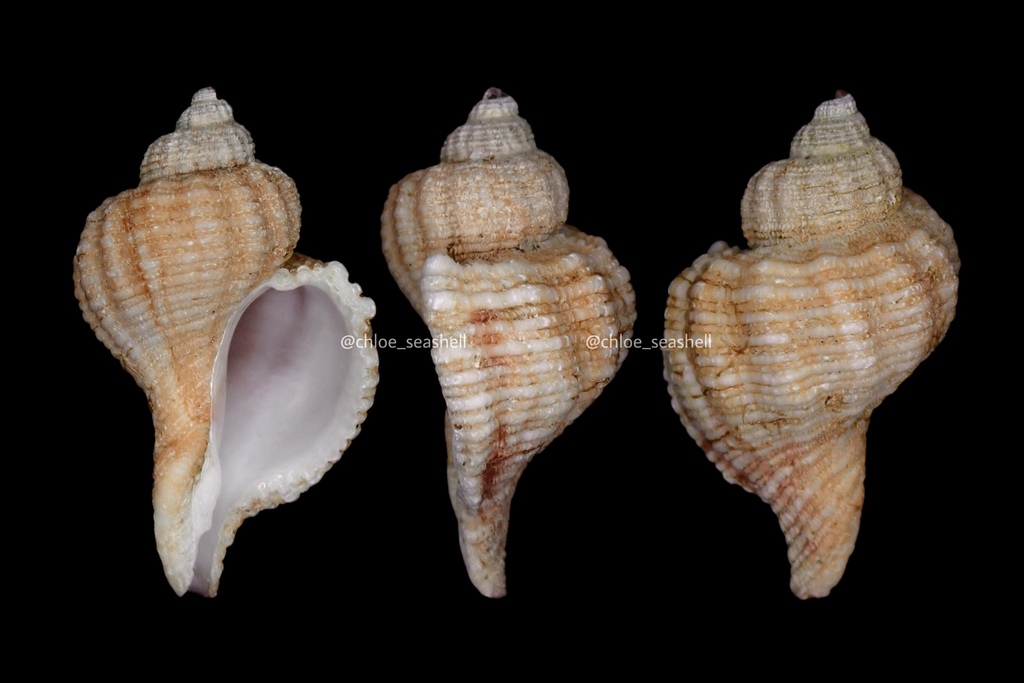 Genkaimurex