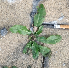 Hypochaeris radicata