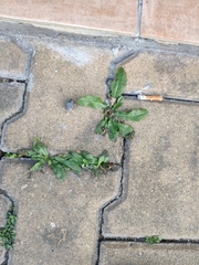 Hypochaeris radicata