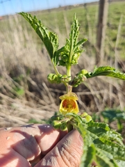 Scrophularia sambucifolia