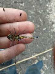 Leucorrhinia rubicunda